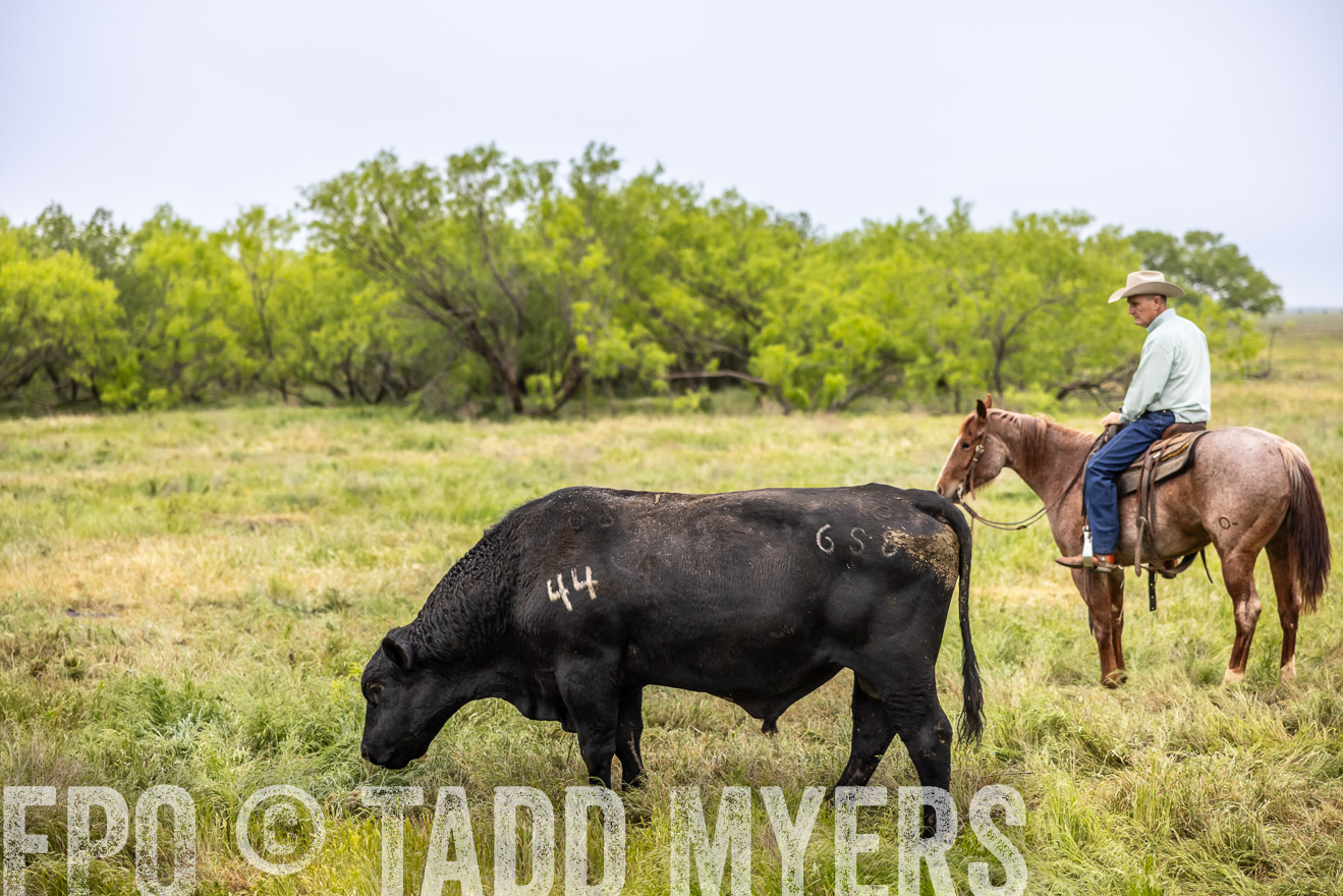 TMyers_PP_CircleBarRanch_TruscottTX_April2024-511231