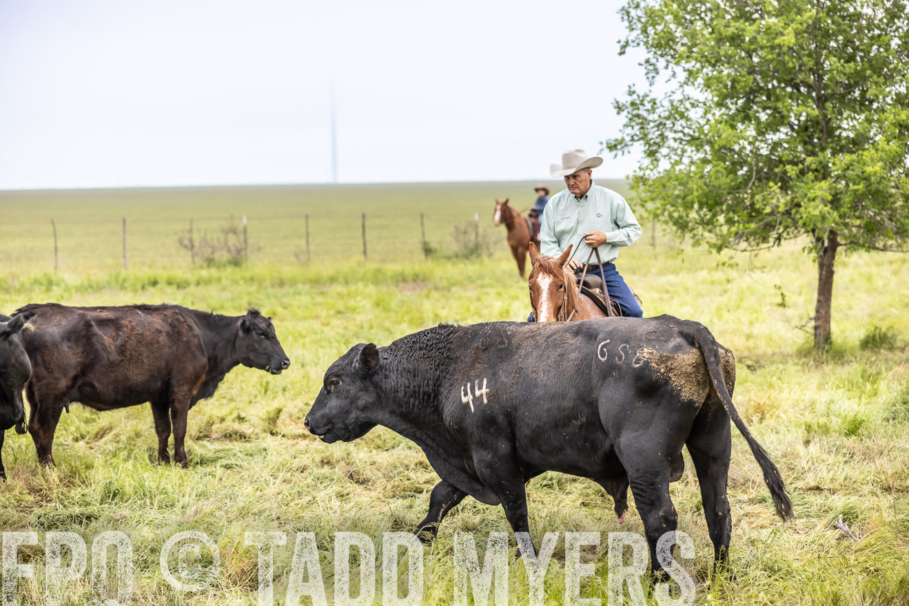TMyers_PP_CircleBarRanch_TruscottTX_April2024-511273