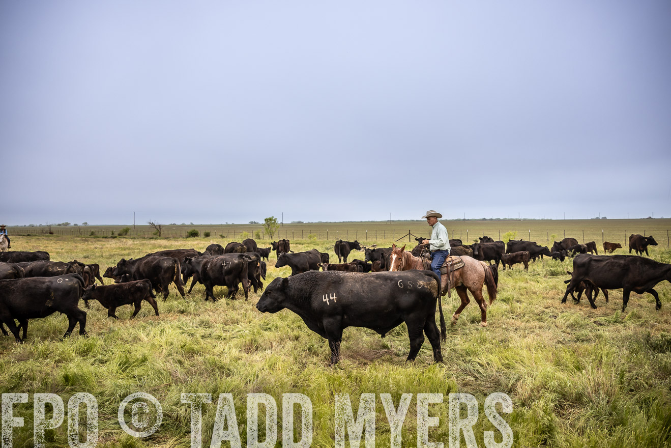 TMyers_PP_CircleBarRanch_TruscottTX_April2024-511331