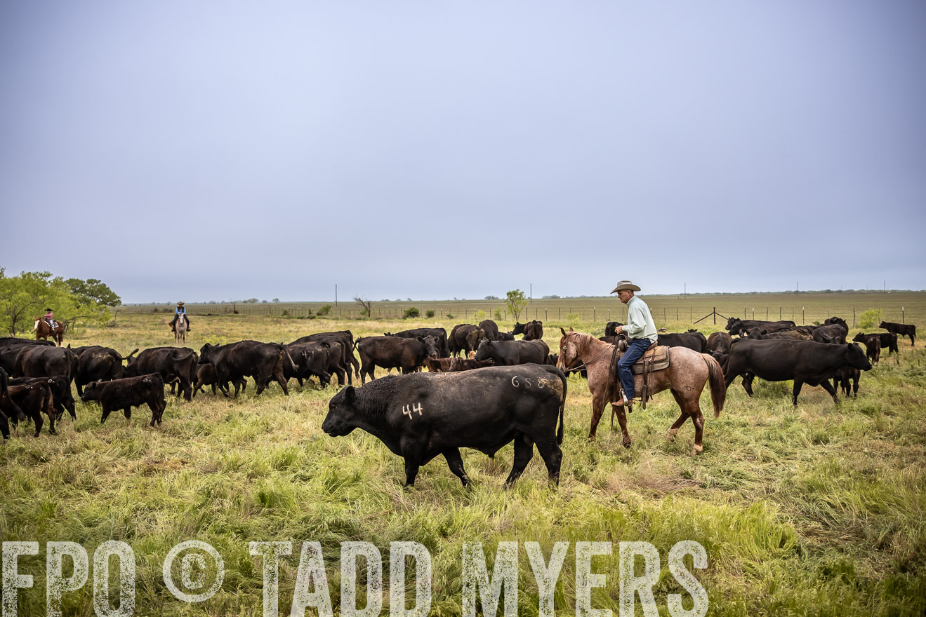 TMyers_PP_CircleBarRanch_TruscottTX_April2024-511341