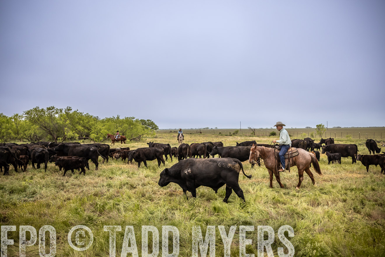 TMyers_PP_CircleBarRanch_TruscottTX_April2024-511356