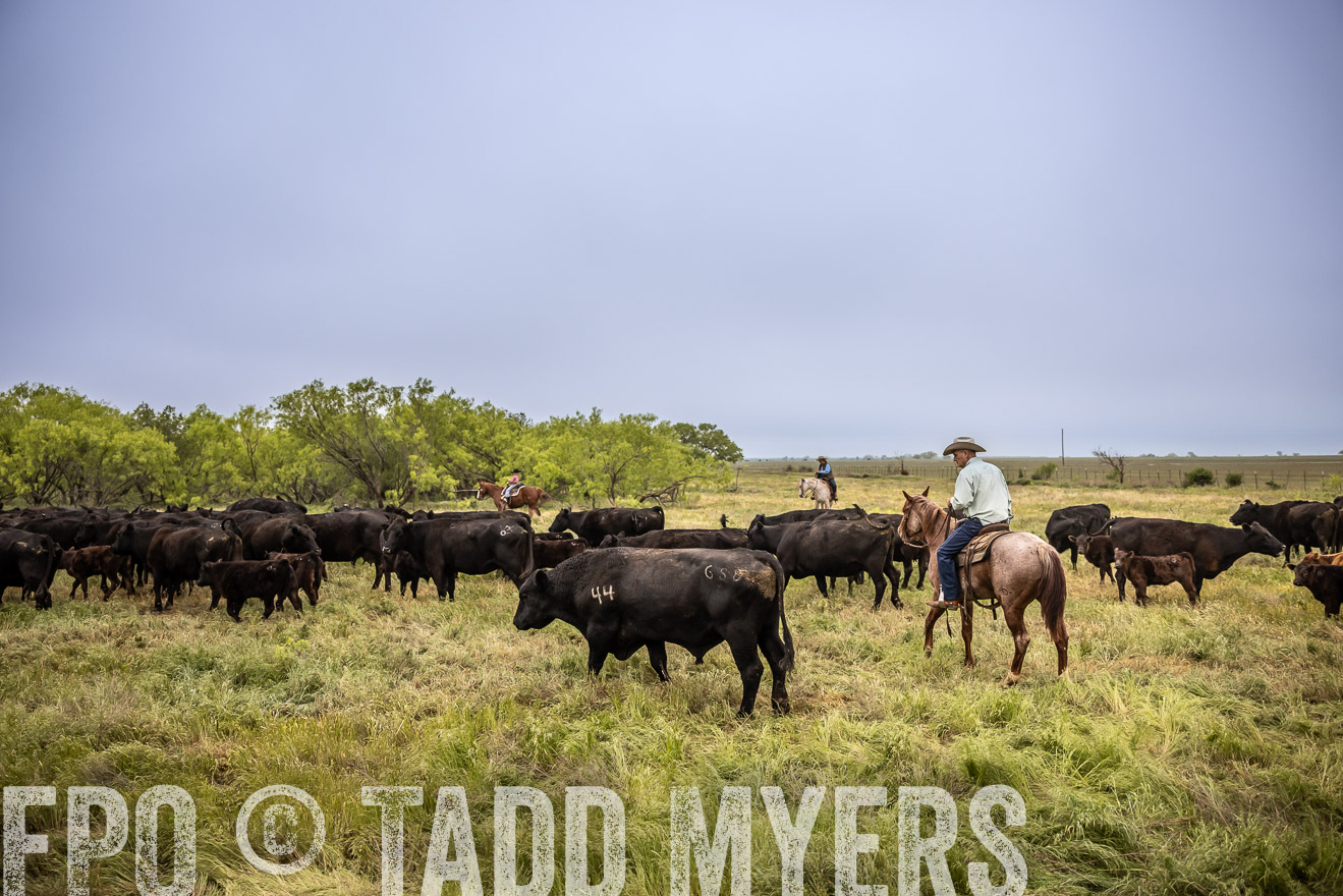 TMyers_PP_CircleBarRanch_TruscottTX_April2024-511370