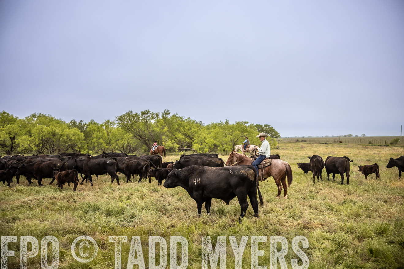 TMyers_PP_CircleBarRanch_TruscottTX_April2024-511395