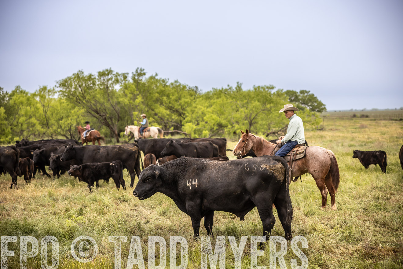 TMyers_PP_CircleBarRanch_TruscottTX_April2024-511407