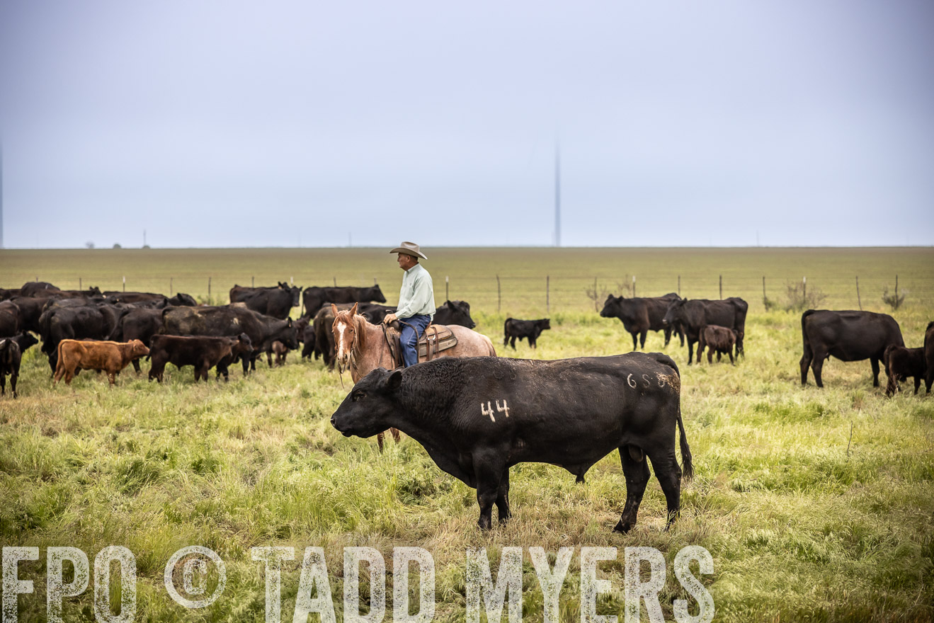 TMyers_PP_CircleBarRanch_TruscottTX_April2024-511538