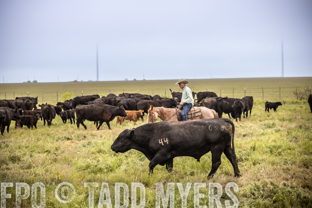 TMyers_PP_CircleBarRanch_TruscottTX_April2024-511544