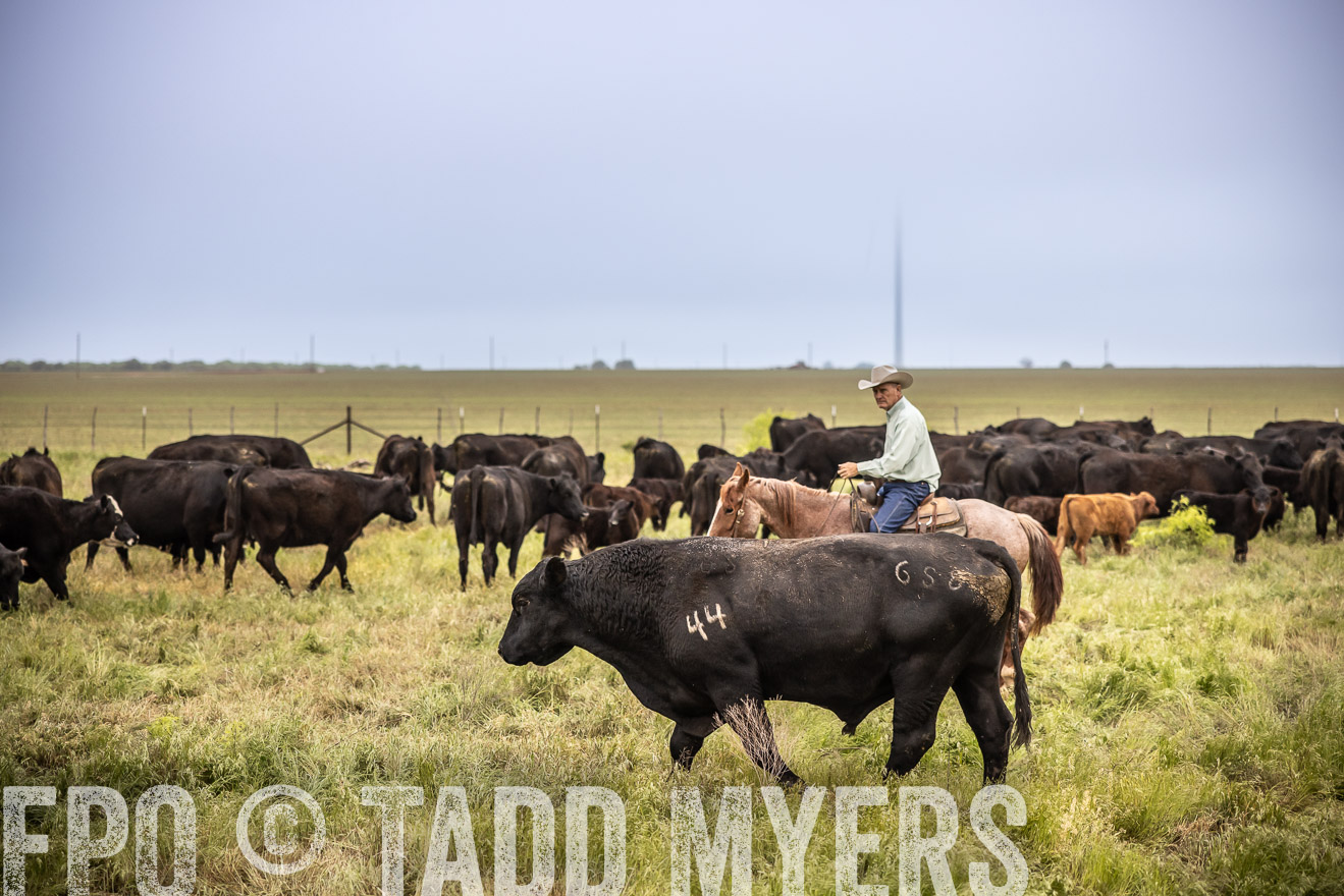 TMyers_PP_CircleBarRanch_TruscottTX_April2024-511559