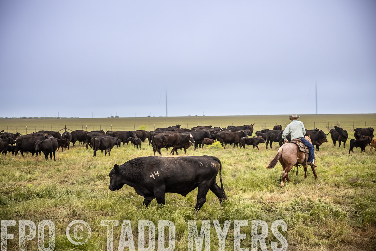 TMyers_PP_CircleBarRanch_TruscottTX_April2024-511585