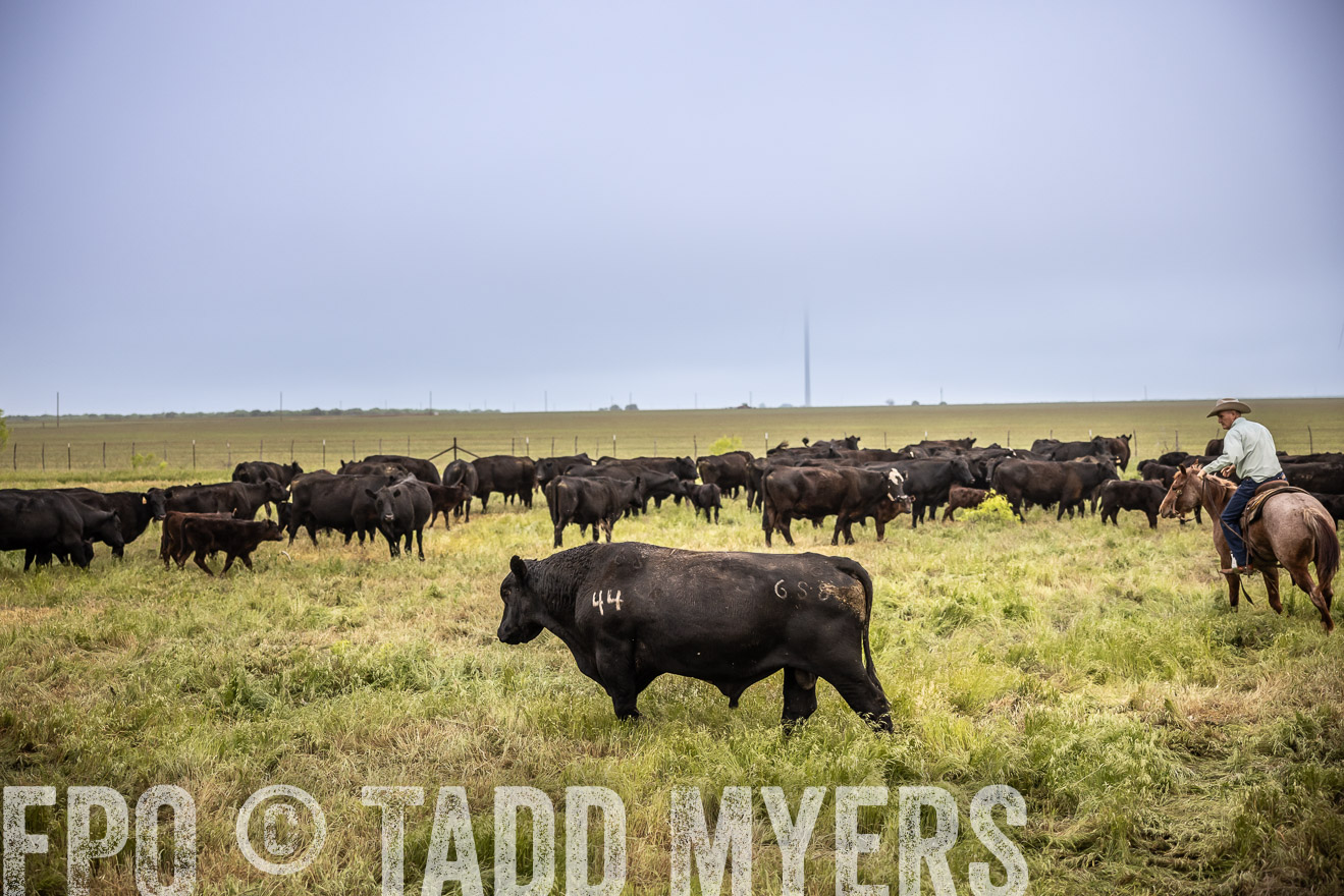 TMyers_PP_CircleBarRanch_TruscottTX_April2024-511587