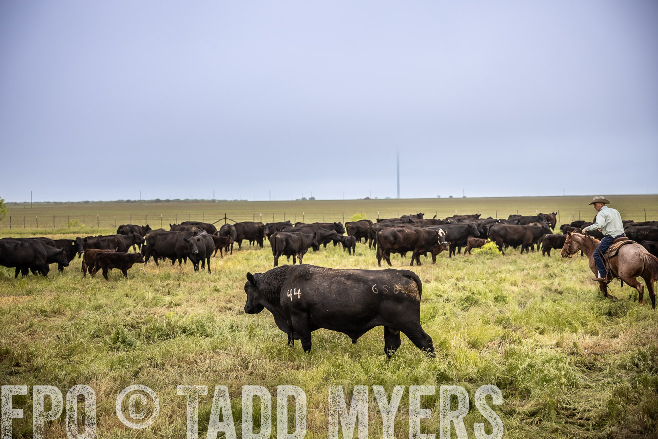 TMyers_PP_CircleBarRanch_TruscottTX_April2024-511588