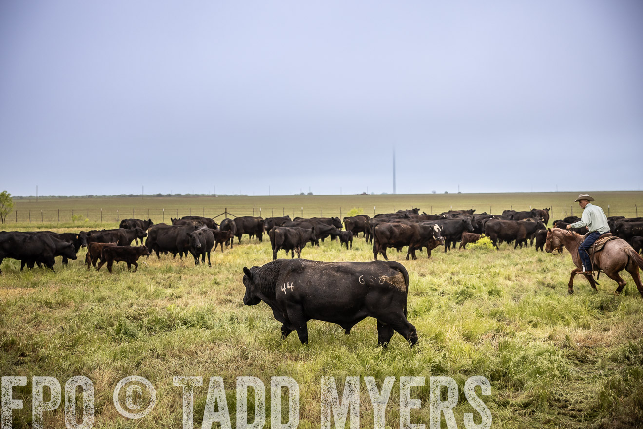 TMyers_PP_CircleBarRanch_TruscottTX_April2024-511589
