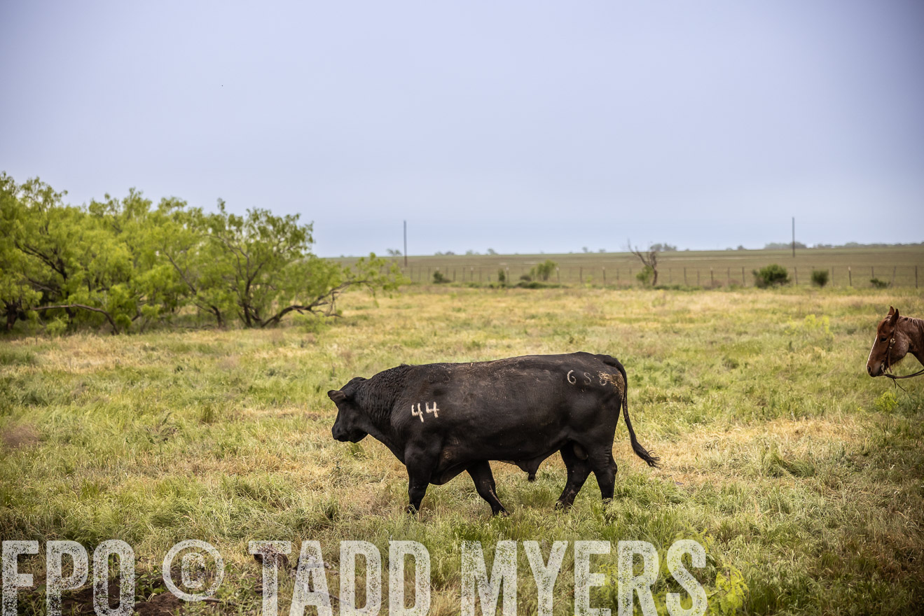 TMyers_PP_CircleBarRanch_TruscottTX_April2024-511625