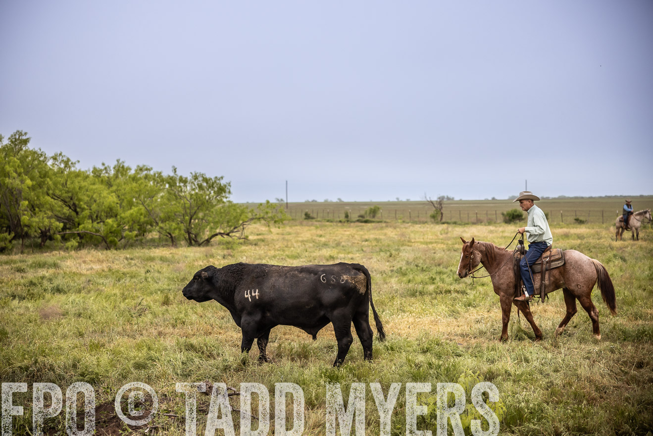 TMyers_PP_CircleBarRanch_TruscottTX_April2024-511629