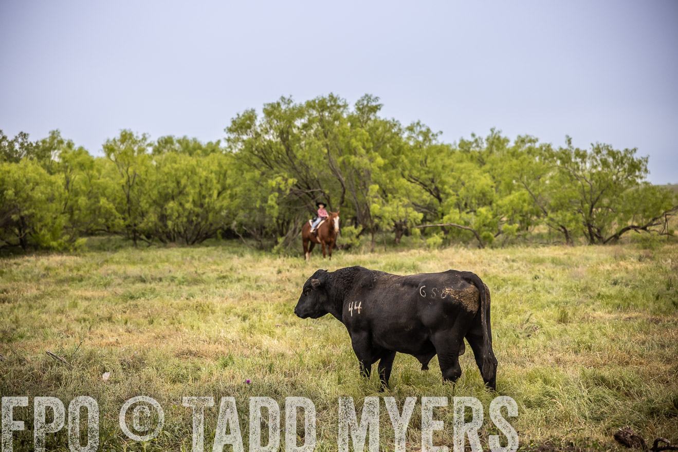 TMyers_PP_CircleBarRanch_TruscottTX_April2024-511641
