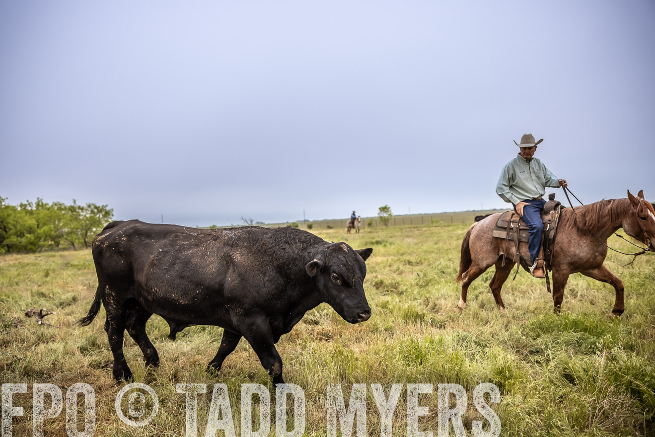 TMyers_PP_CircleBarRanch_TruscottTX_April2024-511668