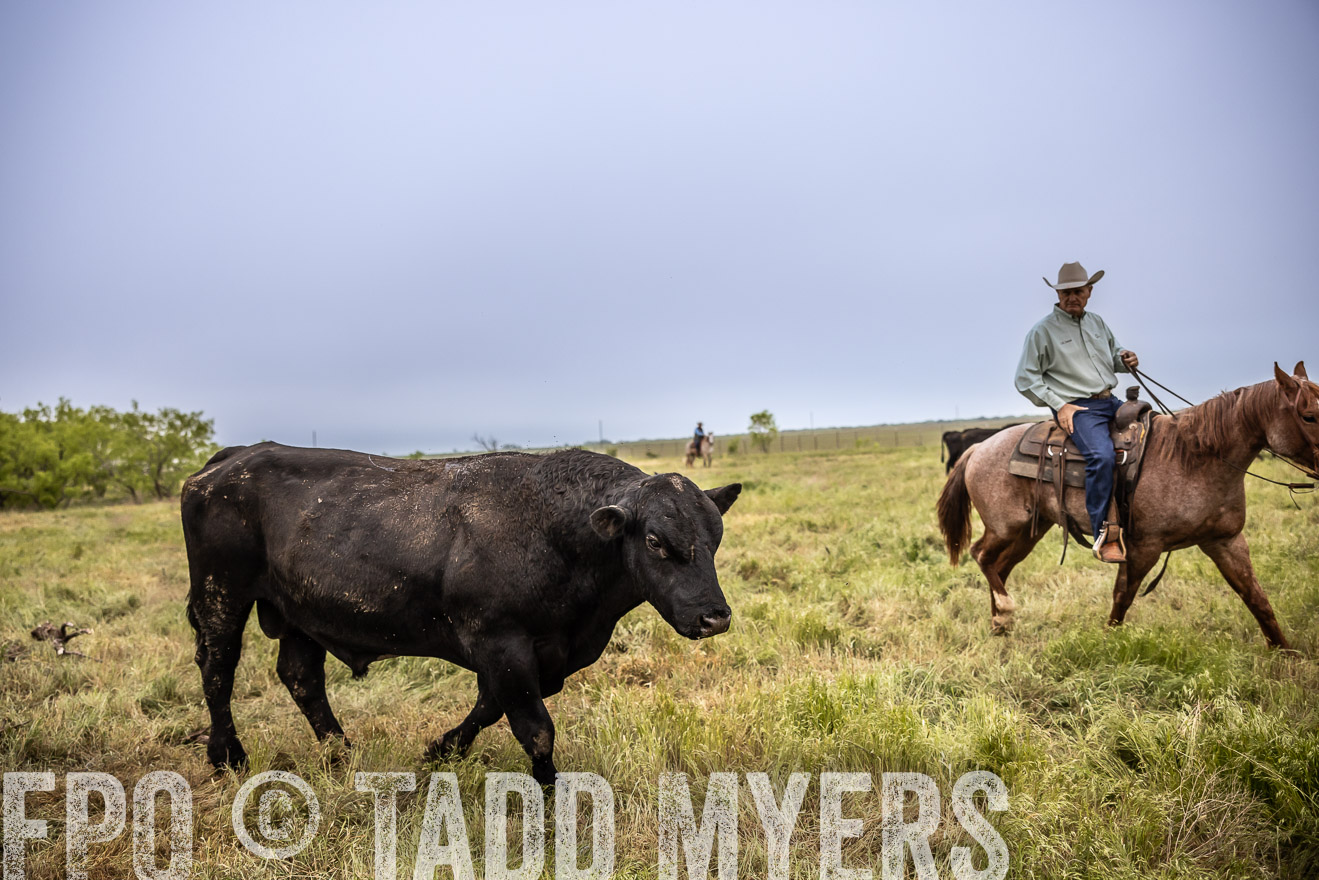 TMyers_PP_CircleBarRanch_TruscottTX_April2024-511669