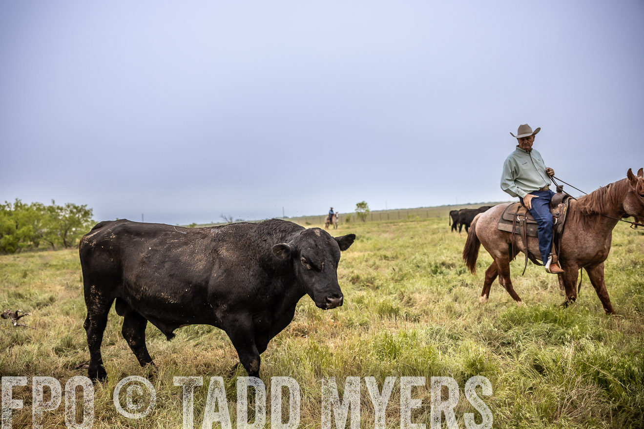 TMyers_PP_CircleBarRanch_TruscottTX_April2024-511670