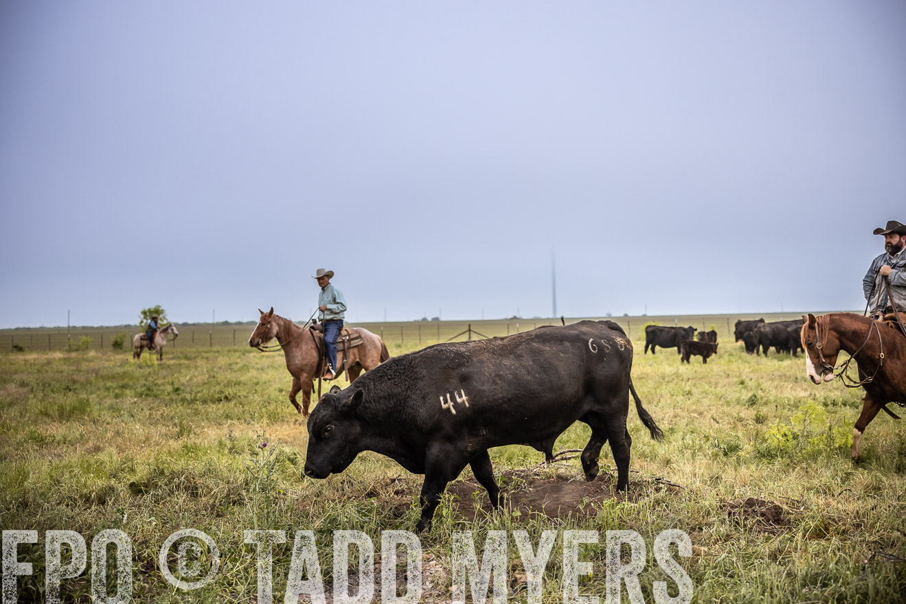 TMyers_PP_CircleBarRanch_TruscottTX_April2024-511700