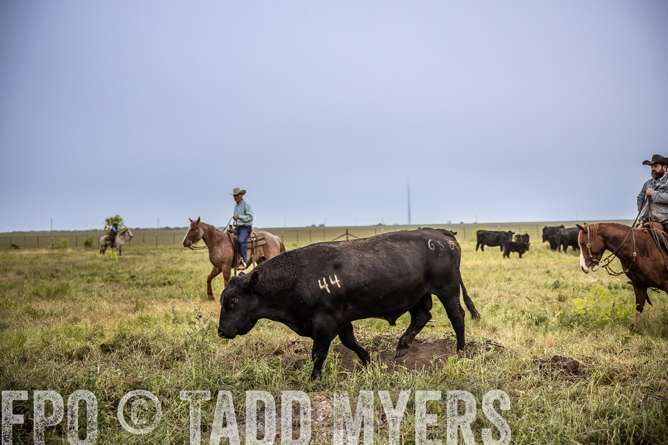TMyers_PP_CircleBarRanch_TruscottTX_April2024-511701