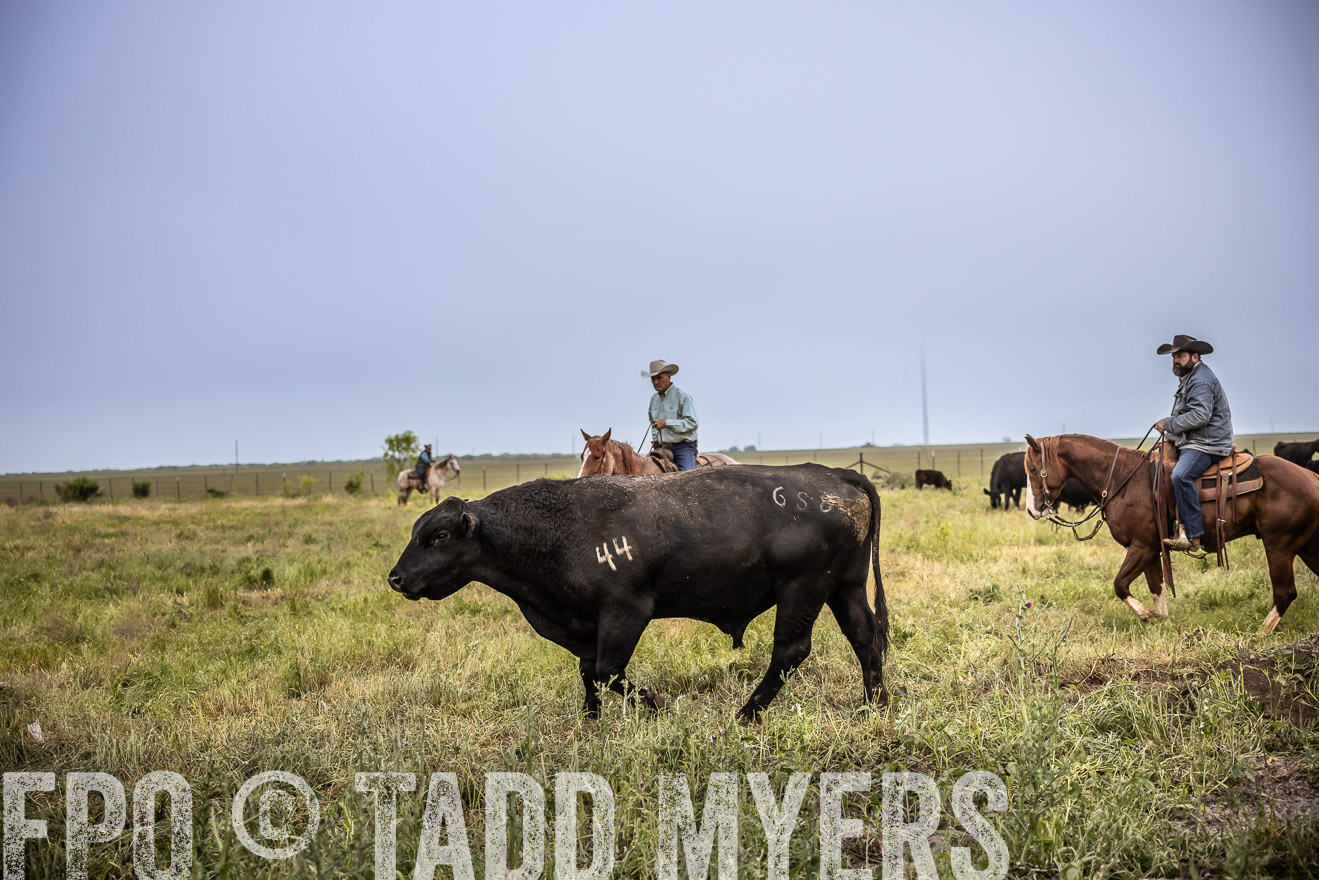 TMyers_PP_CircleBarRanch_TruscottTX_April2024-511710