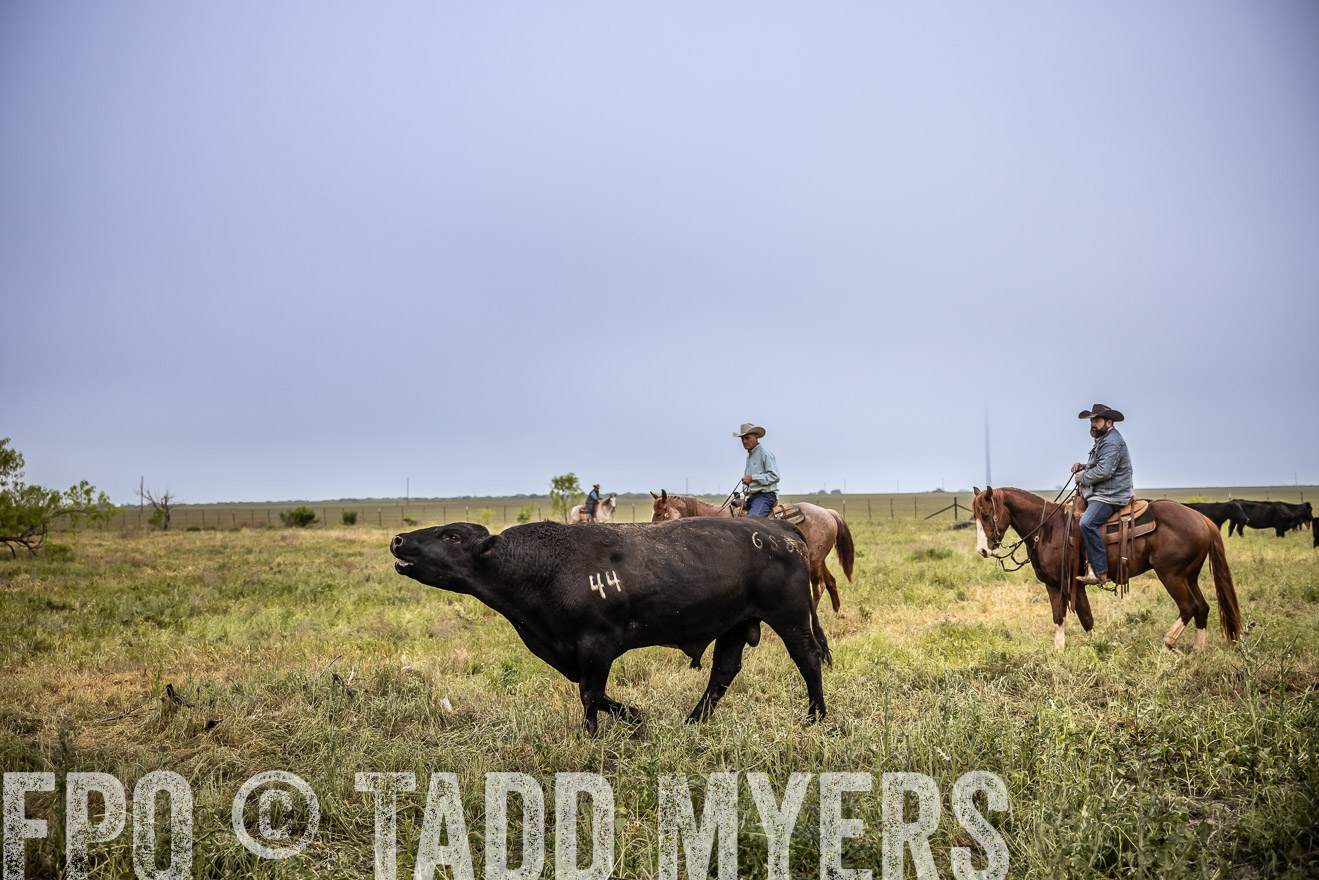 TMyers_PP_CircleBarRanch_TruscottTX_April2024-511716