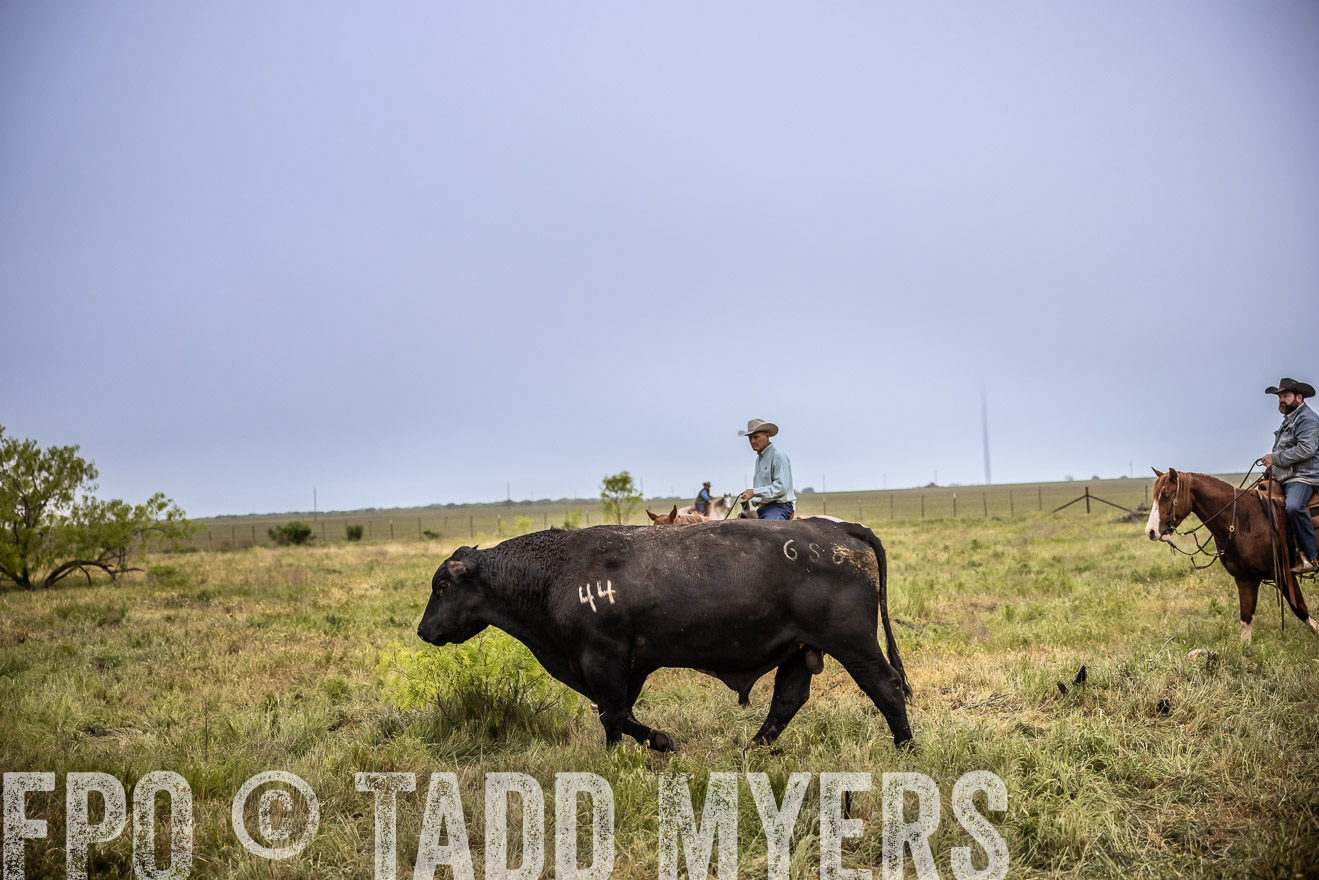 TMyers_PP_CircleBarRanch_TruscottTX_April2024-511718