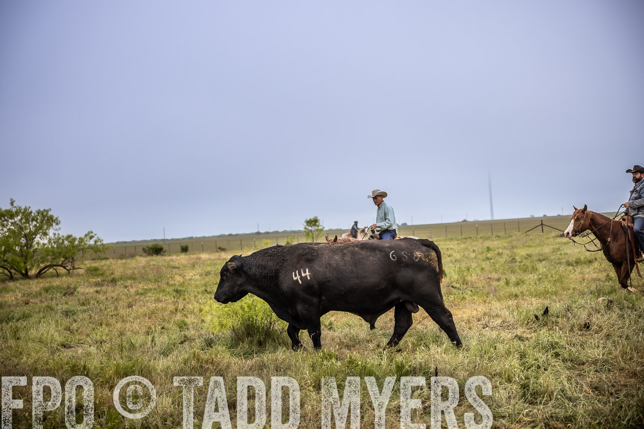 TMyers_PP_CircleBarRanch_TruscottTX_April2024-511719