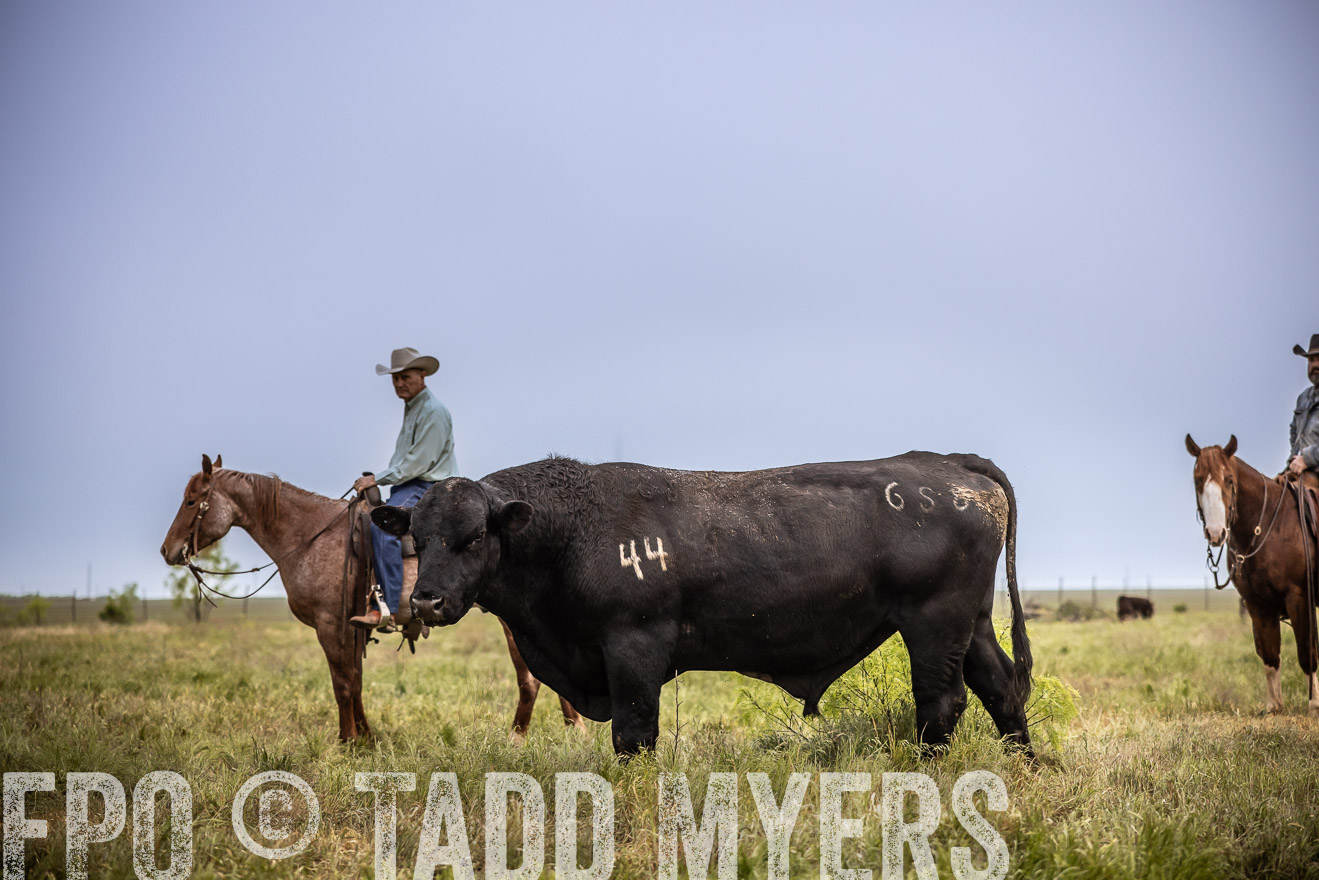 TMyers_PP_CircleBarRanch_TruscottTX_April2024-511720