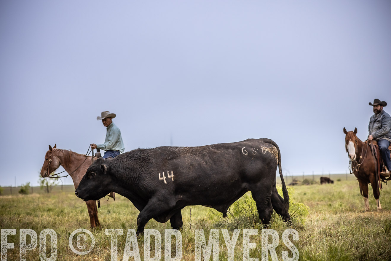 TMyers_PP_CircleBarRanch_TruscottTX_April2024-511726