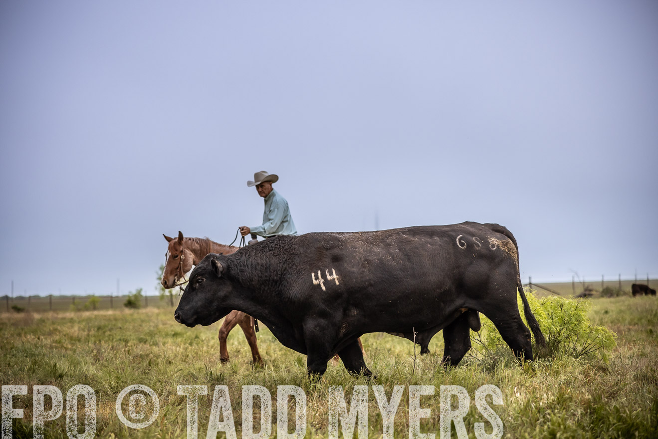 TMyers_PP_CircleBarRanch_TruscottTX_April2024-511727