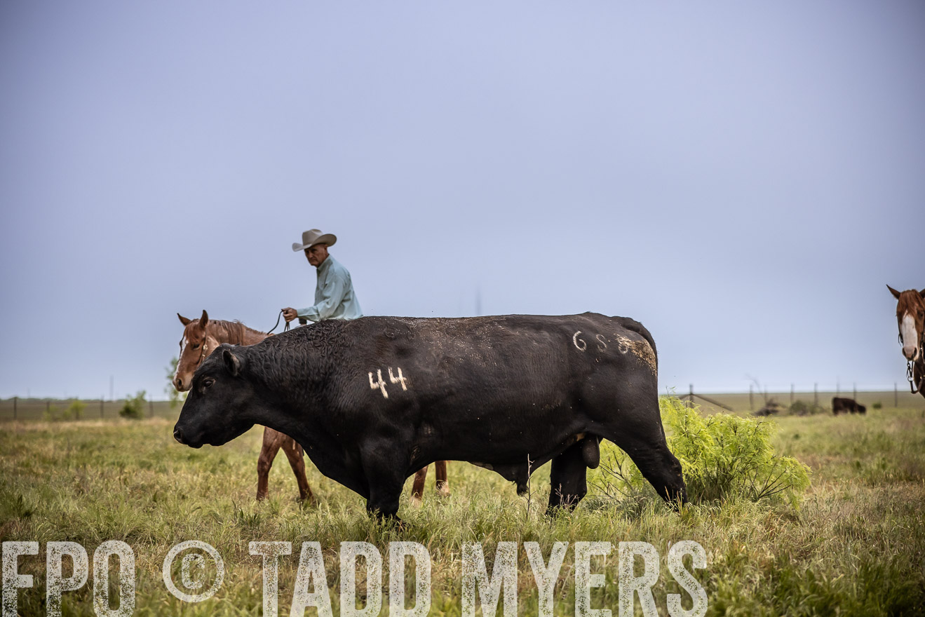 TMyers_PP_CircleBarRanch_TruscottTX_April2024-511728