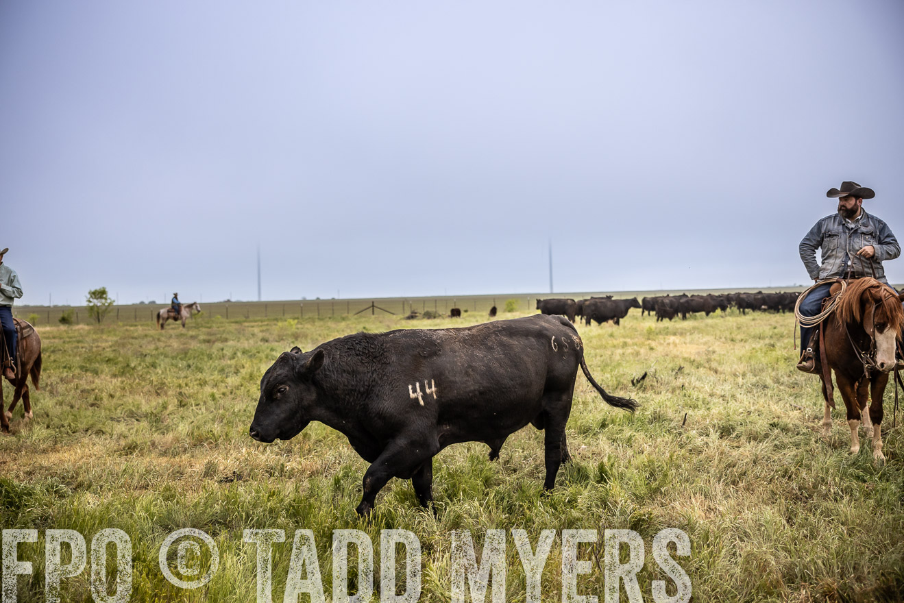 TMyers_PP_CircleBarRanch_TruscottTX_April2024-511744
