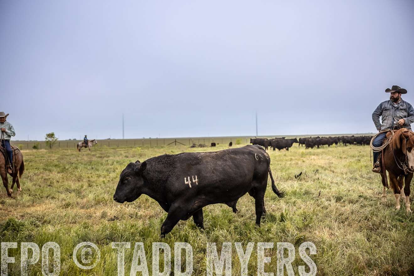 TMyers_PP_CircleBarRanch_TruscottTX_April2024-511745