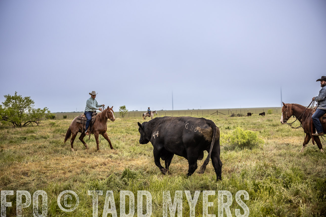 TMyers_PP_CircleBarRanch_TruscottTX_April2024-511752