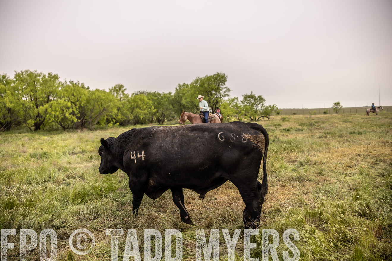 TMyers_PP_CircleBarRanch_TruscottTX_April2024-511790