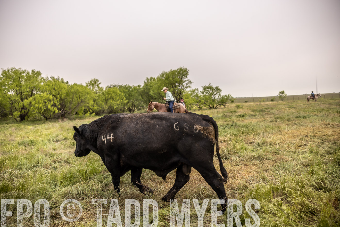 TMyers_PP_CircleBarRanch_TruscottTX_April2024-511792