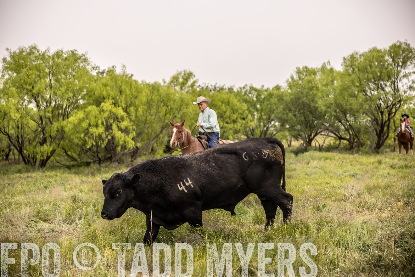 TMyers_PP_CircleBarRanch_TruscottTX_April2024-511811