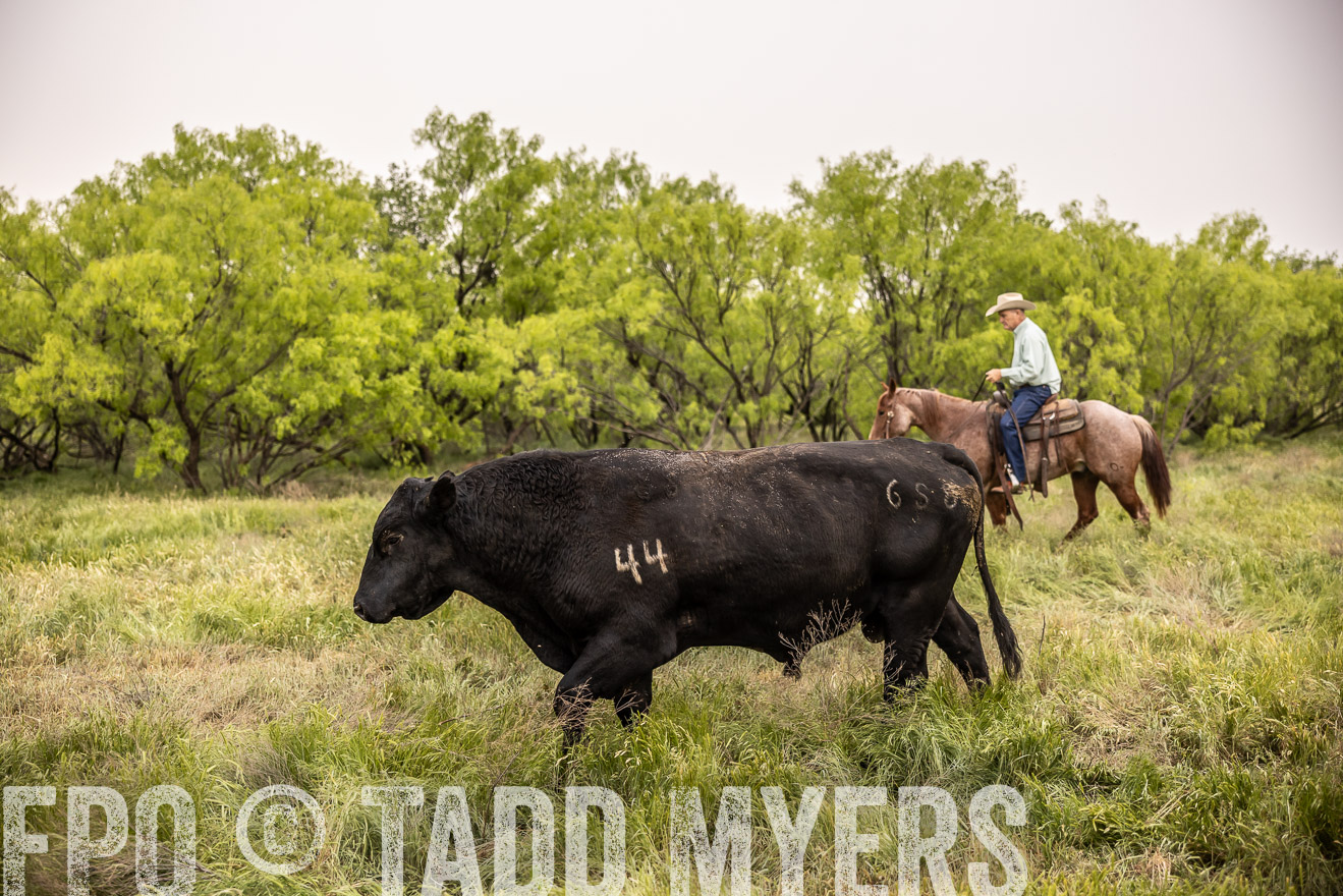 TMyers_PP_CircleBarRanch_TruscottTX_April2024-511829