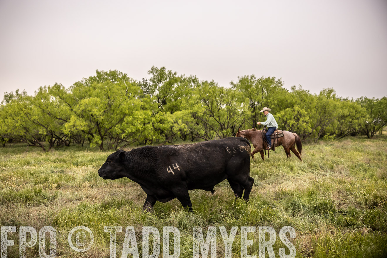 TMyers_PP_CircleBarRanch_TruscottTX_April2024-511833