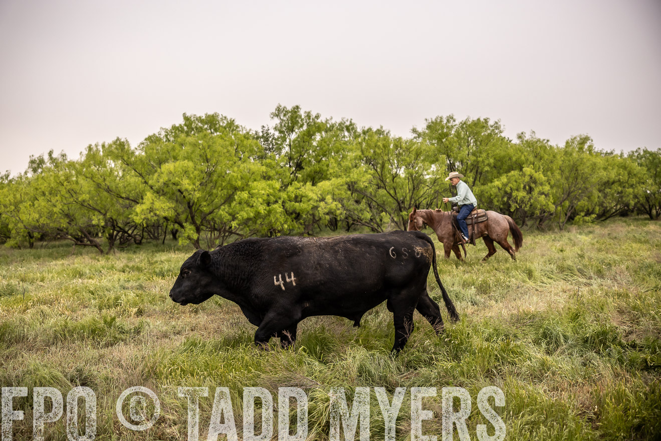 TMyers_PP_CircleBarRanch_TruscottTX_April2024-511836