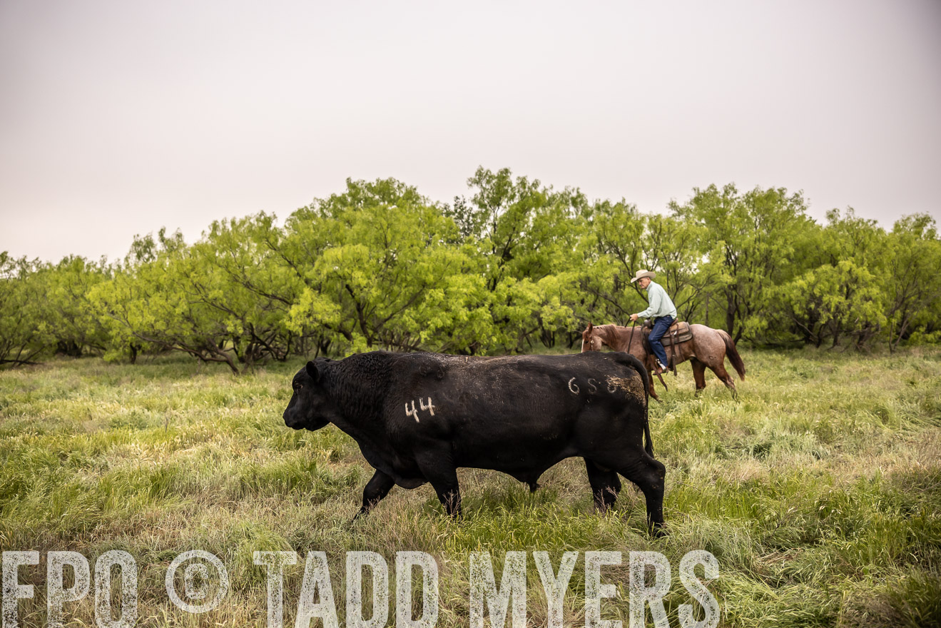 TMyers_PP_CircleBarRanch_TruscottTX_April2024-511839