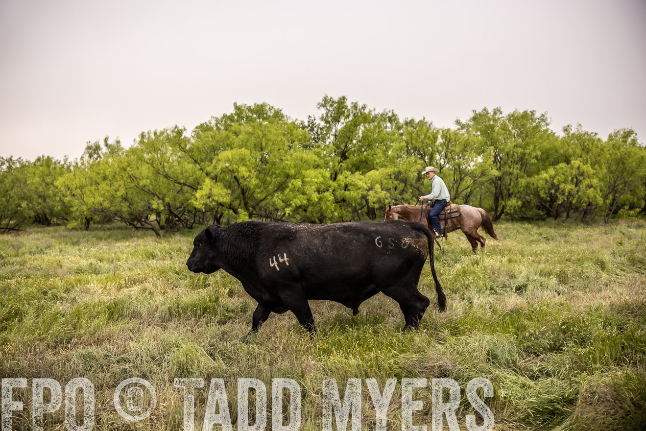 TMyers_PP_CircleBarRanch_TruscottTX_April2024-511840