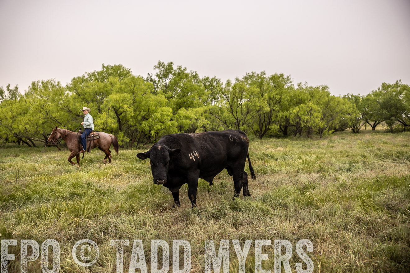 TMyers_PP_CircleBarRanch_TruscottTX_April2024-511845