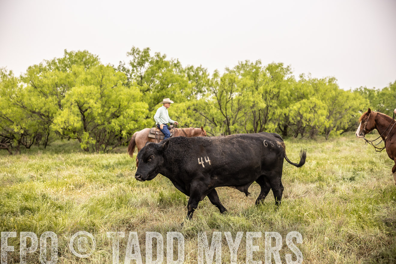 TMyers_PP_CircleBarRanch_TruscottTX_April2024-511872