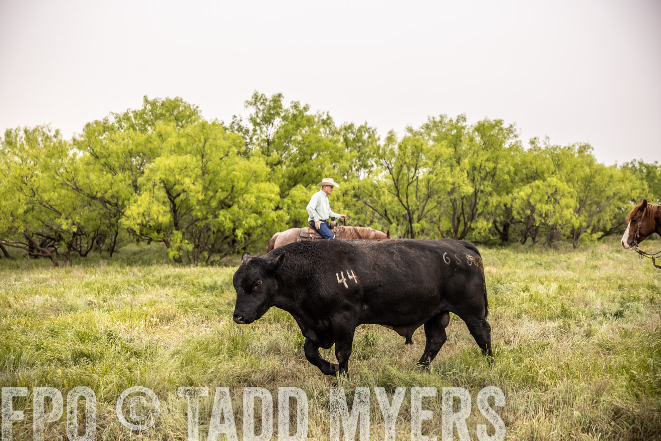 TMyers_PP_CircleBarRanch_TruscottTX_April2024-511874