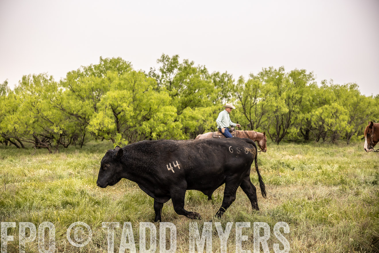 TMyers_PP_CircleBarRanch_TruscottTX_April2024-511877