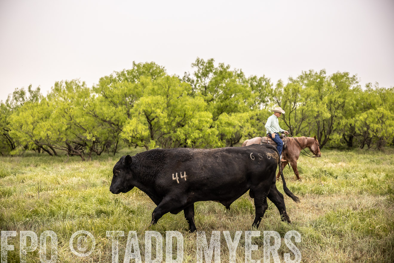 TMyers_PP_CircleBarRanch_TruscottTX_April2024-511879