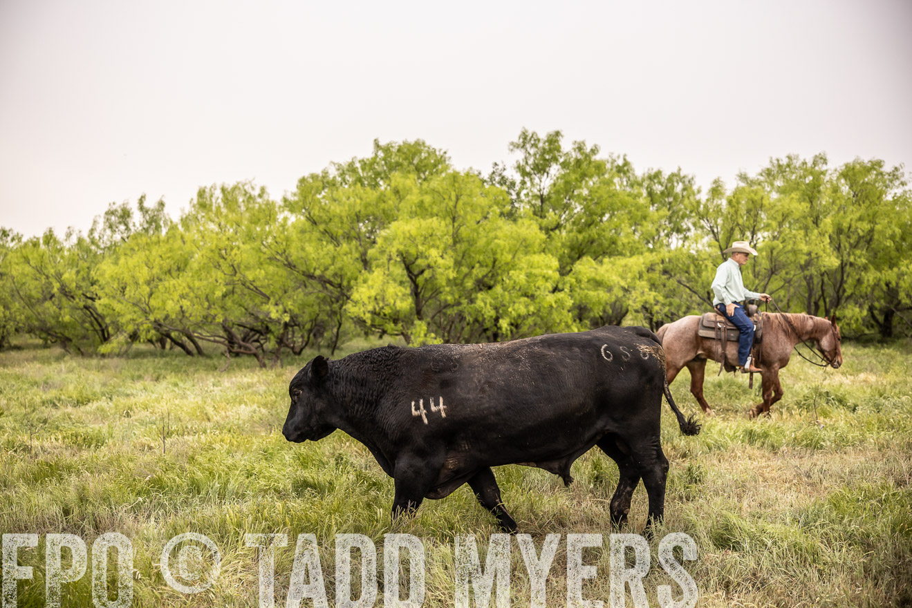 TMyers_PP_CircleBarRanch_TruscottTX_April2024-511881