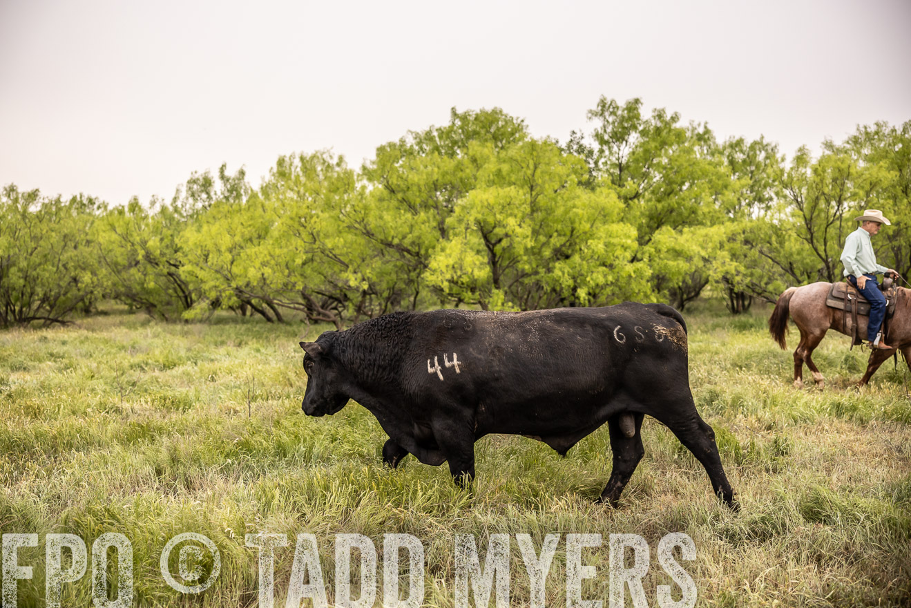 TMyers_PP_CircleBarRanch_TruscottTX_April2024-511884
