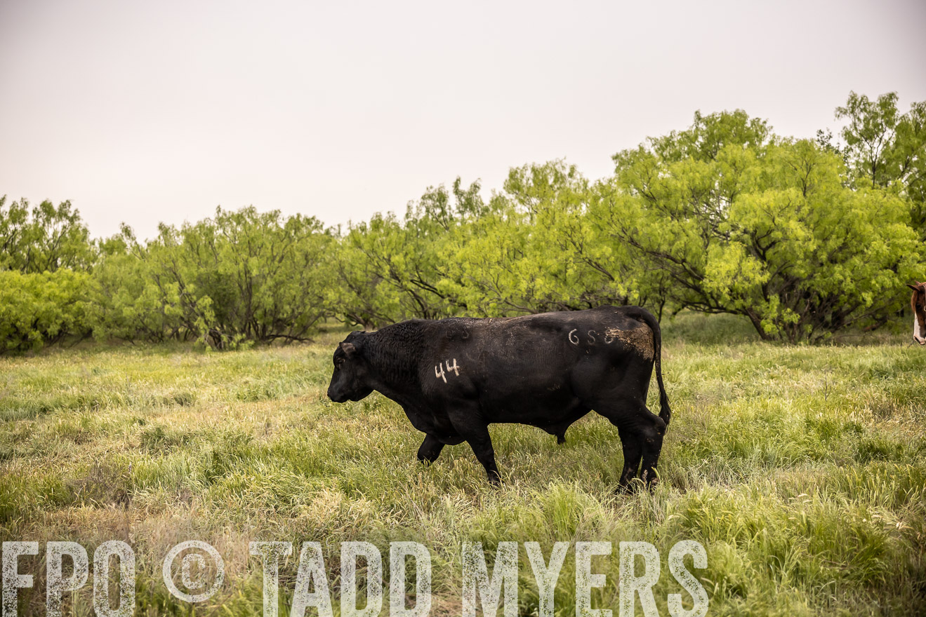 TMyers_PP_CircleBarRanch_TruscottTX_April2024-511885